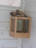 Te koop masker Zebravinken, Dieren en Toebehoren, Vogels | Overige Vogels, Mannelijk, Tropenvogel, Geringd