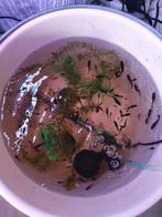 Jonge Black sailfin molly, Dieren en Toebehoren, Vissen | Aquariumvissen, Vis