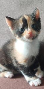 Super schattige Europese korthaar kittens, Dieren en Toebehoren, Katten en Kittens | Overige Katten, Meerdere dieren