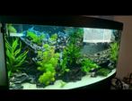 Juwel 260 liter, Ophalen, Zo goed als nieuw, Leeg aquarium