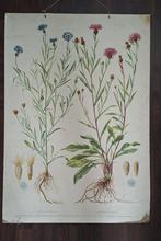Schoolplaat - Centaurea/Korenbloemen, Antiek en Kunst, Antiek | Schoolplaten, Ophalen, Aardrijkskunde