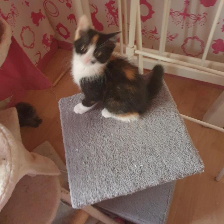 Mix Perzisch poesje, Dieren en Toebehoren, Katten en Kittens | Overige Katten, Langharig, Poes, 0 tot 2 jaar