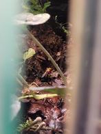 Ranitomeya imitator jeberos (mannetje), Amfibie, 0 tot 2 jaar