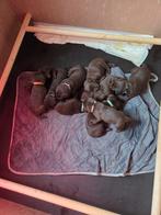 Labrador pups, Dieren en Toebehoren, Honden | Retrievers, Spaniëls en Waterhonden, 8 tot 15 weken, Labrador retriever, Meerdere