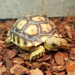 Centrochelys sulcata, Dieren en Toebehoren, Reptielen en Amfibieën