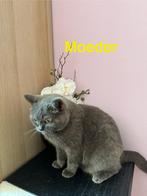 Kruising Ragdoll x Britse Korthaar kittens – gezond en lief, Meerdere dieren, Ontwormd, 0 tot 2 jaar