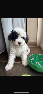 Vrolijke, speelse Maltipoo pups 🐶, Dieren en Toebehoren, Honden | Chihuahua's en Gezelschapshonden, Overige rassen, CDV (hondenziekte)