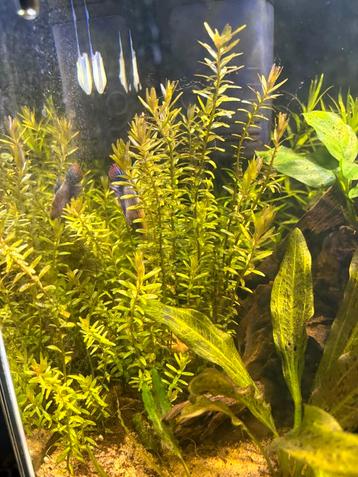 Rotola rotundifolia stekken beschikbaar voor biedingen