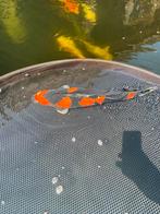 Diverse mooie grote koi karpers (50-75 cm), Dieren en Toebehoren, Vissen | Vijvervissen, Karper of Koi