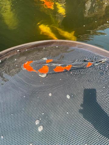 Diverse mooie grote koi karpers (50-75 cm) beschikbaar voor biedingen
