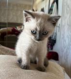 Brits korthaar, de laatste kitten over (blue point), Dieren en Toebehoren, Katten en Kittens | Raskatten | Korthaar, Poes, Ontwormd