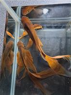 Goudvissen/sluierstaarten., Dieren en Toebehoren, Vissen | Vijvervissen, Goudvis(sen)