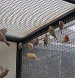 Bermsijzen te koop, Meerdere dieren