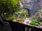 Plante stekjes en drijfplanten te koop, Dieren en Toebehoren, Vissen | Aquaria en Toebehoren, Ophalen, Zo goed als nieuw, Plant(en), Steen of Hout