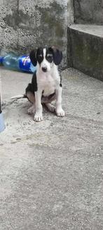 Orea – klein onzeker hartje zoekt liefde, Particulier, Rabiës (hondsdolheid), 15 weken tot 1 jaar, Buitenland