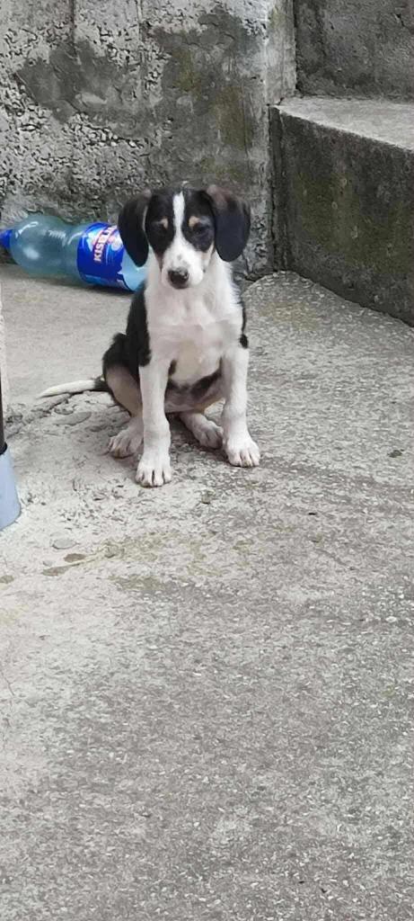 Orea – klein onzeker hartje zoekt liefde, Dieren en Toebehoren, Honden | Niet-rashonden, Middel, Teef, Particulier, Eén hond, Buitenland