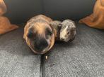 Agouti cali bonte cavia’s, Dieren en Toebehoren, Knaagdieren, Cavia, Meerdere dieren, Tam, Oktober