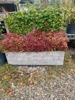 Planten bak kompleet met hedera en planten groenblijvend, Gebruikt, 100 cm of meer, 60 cm of meer, Rechthoekig