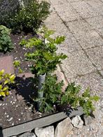 Eikenboom, Tuin en Terras, Planten | Bomen, Overige soorten, 100 tot 250 cm, Zomer, Ophalen