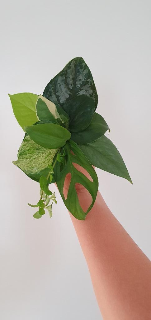 🌿 10st stekjes box / stek pakket 🌿 €15,- incl verzending️❕, Huis en Inrichting, Kamerplanten, Overige soorten, Minder dan 100 cm