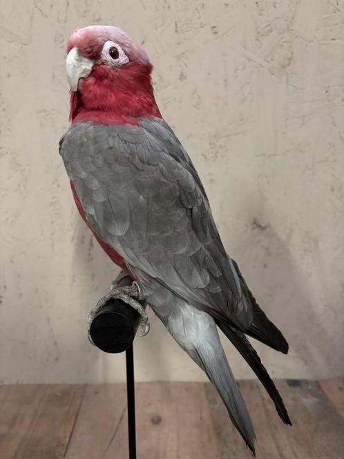 Mooi geprepareerde Roze Kaketoe, Verzamelen, Dierenverzamelingen, Nieuw, Opgezet dier, Vogel, Ophalen of Verzenden