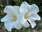 Hibiscus vaste plant, witte bloem, vol in de bloei, Overige soorten, Volle zon, Vaste plant, Ophalen of Verzenden