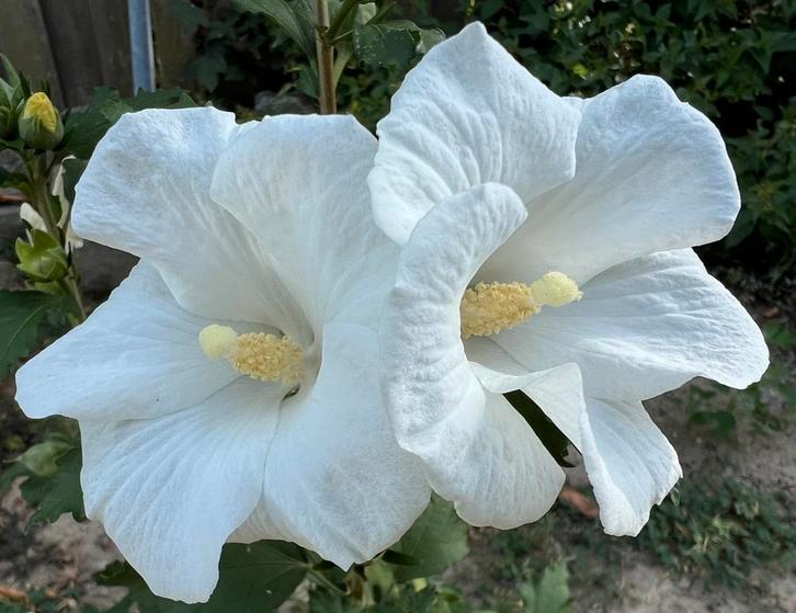 Hibiscus vaste plant, witte bloem, vol in de bloei, Tuin en Terras, Planten | Tuinplanten, Vaste plant, Overige soorten, Volle zon