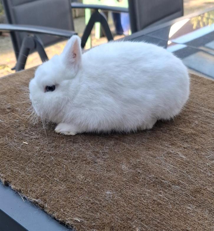 Rasechte Pool Blauwoog (dwergkonijn) ram, Dieren en Toebehoren, Konijnen, Dwerg, Mannelijk, 0 tot 2 jaar