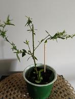 Aster 🌿Ruil mij!!🌿, Ophalen, Eenjarig, Overige soorten, Volle zon