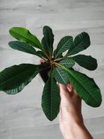 Madagascar jewel, Ophalen, Overige soorten, Halfschaduw, Minder dan 100 cm