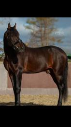 fantastische Andalusier PRE hengst te koop, Dieren en Toebehoren, Paarden, M, Dressuurpaard, Hengst, 11 jaar of ouder