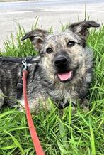 ROANNA PRACHTIG JONG LIEF TEEFJE WIL GRAAG EEN LIEF BAASJE, Rabiës (hondsdolheid), 1 tot 2 jaar, Teef, Eén hond