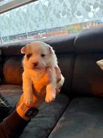 Franse bulldog X pomeriaan pups, Dieren en Toebehoren, Honden | Niet-rashonden, Parvo, Reu, 8 tot 15 weken, Meerdere