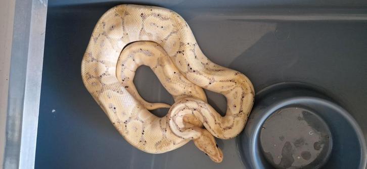 Python Regius Diverse Morphes