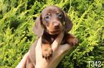 Prachtige kortharige dwerg teckel pups, Dieren en Toebehoren, Honden | Teckels en Dashonden, Nederland, CDV (hondenziekte), 8 tot 15 weken