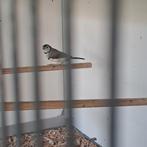 Bichenowastrilde '25, Dieren en Toebehoren, Mannelijk, Tropenvogel