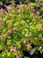 Geranium macrophyzum rose bloeiende, Tuin en Terras, Planten | Tuinplanten, Ophalen, Zomer, Overige soorten, Volle zon