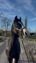 E Tinker merrie te koop, Dieren en Toebehoren, Ophalen, Gebruikt, Overige soorten