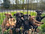 Prachtige Mechelse herder X American Pitbull pups, Dieren en Toebehoren, Particulier, Meerdere, 8 tot 15 weken, Meerdere dieren