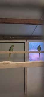 Koppel Alexander Parkieten Split Lutino, Meerdere dieren, Parkiet, Geringd