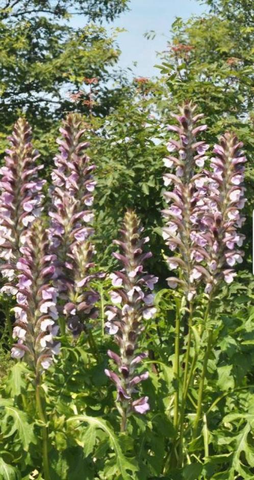vaste planten,  bodembedekkers voorjaarsbolletjes ,, Tuin en Terras, Planten | Tuinplanten, Overige soorten, Volle zon, Zomer