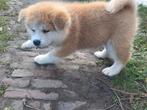 Akita inu, Dieren en Toebehoren, Overige rassen, 8 tot 15 weken, Meerdere, Meerdere dieren