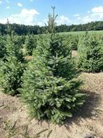 Kerstbomen uit eigen kwekerij, Tuin en Terras, Planten | Bomen, Bloeit niet, 100 tot 250 cm, Volle zon, In pot
