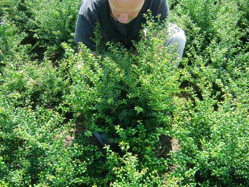 Ilex crenata, heg of bol. Buxus vervangen., Tuin en Terras, Planten | Struiken en Hagen, Conifeer, Ophalen