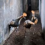 5 kroonkraanvogels, Dieren en Toebehoren, Meerdere dieren, Geringd
