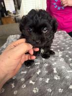 Mooie bomer pups kruising Maltezer/shih tzu, Dieren en Toebehoren, Maltezer, Reu, 8 tot 15 weken, Parvo