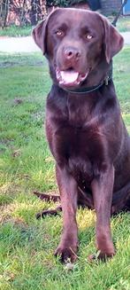 Labrador reu choco bruin LABRADOR Dekreu GROOT, Dieren en Toebehoren, Honden | Dekreuen, Rabiës (hondsdolheid), Reu, 1 tot 2 jaar