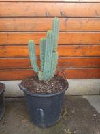 Vertakte Bolivian torch cactus 88cm hoog in 35L pot, Huis en Inrichting, Kamerplanten, Ophalen, Minder dan 100 cm, Bloeiende kamerplant