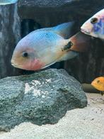 vieja amerikaans cichliden, Dieren en Toebehoren, Vissen | Aquariumvissen, Vis