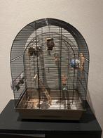 Blauwe parkiet met kooi, Geslacht onbekend, Parkiet, Pratend